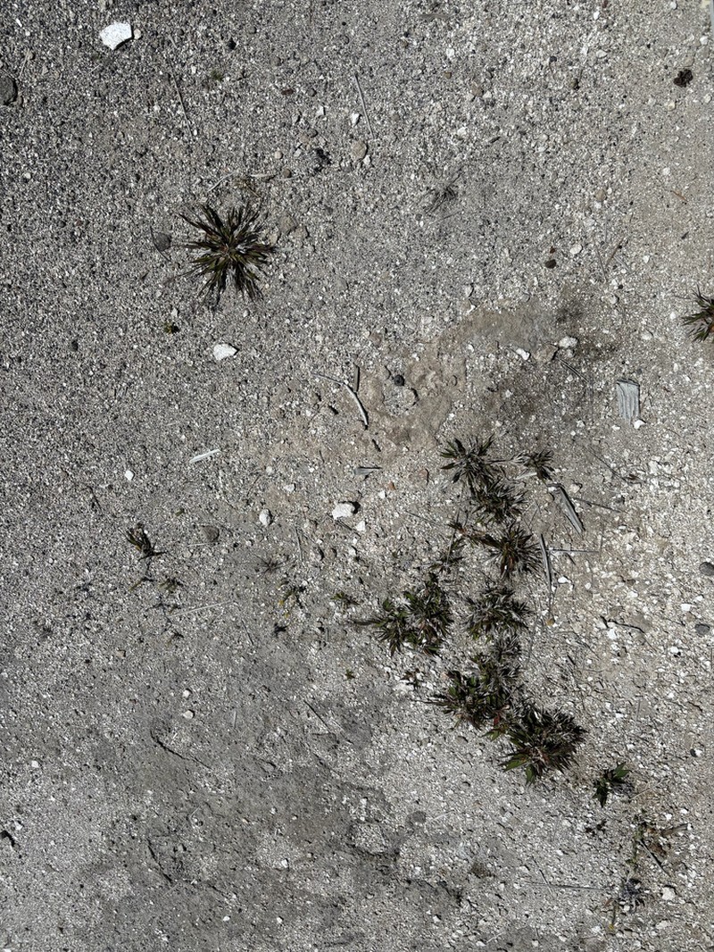 Dichanthelium thermale photo 7