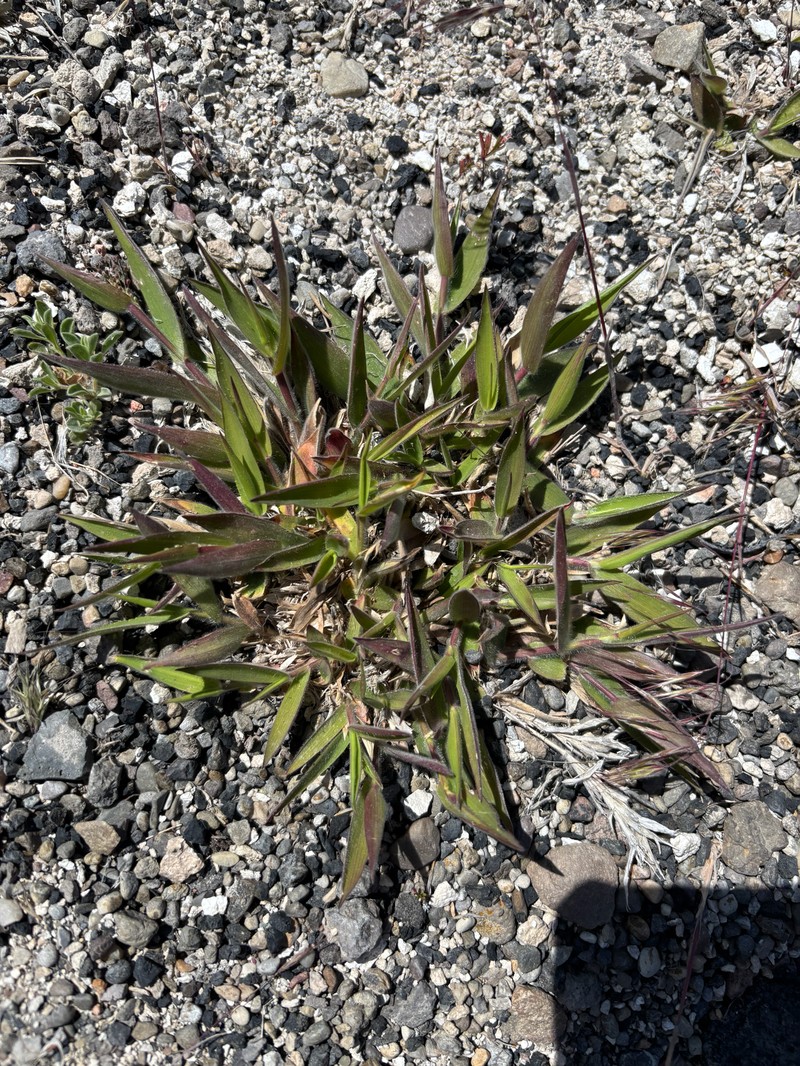 Dichanthelium thermale subsp. sericeum photo 2