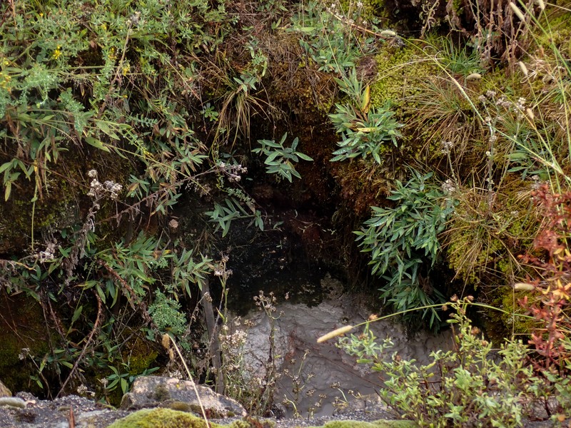 Dichanthelium thermale subsp. sericeum photo 3