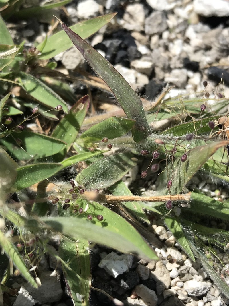Dichanthelium thermale subsp. sericeum photo 5