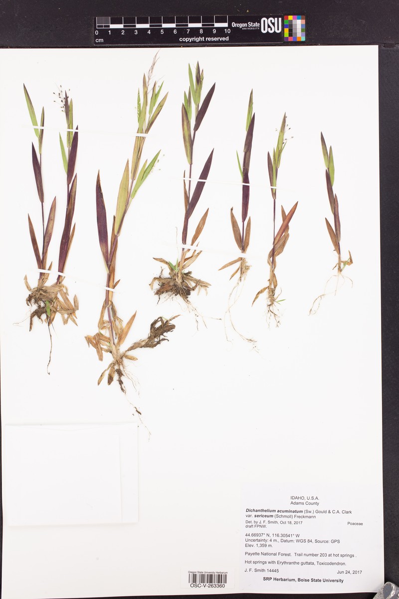 Dichanthelium thermale subsp. sericeum photo 7