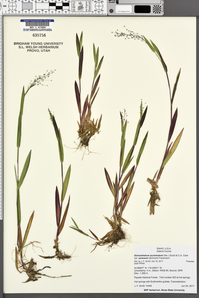Dichanthelium thermale subsp. sericeum photo 8