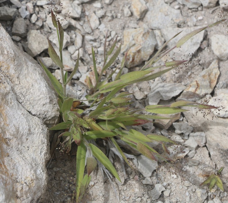 Dichanthelium thermale subsp. thermale