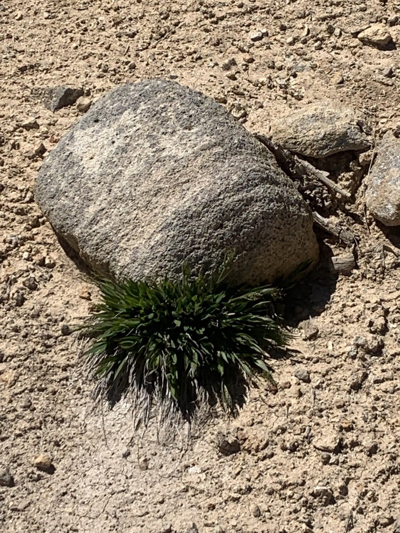 Dichanthelium thermale subsp. thermale photo 2