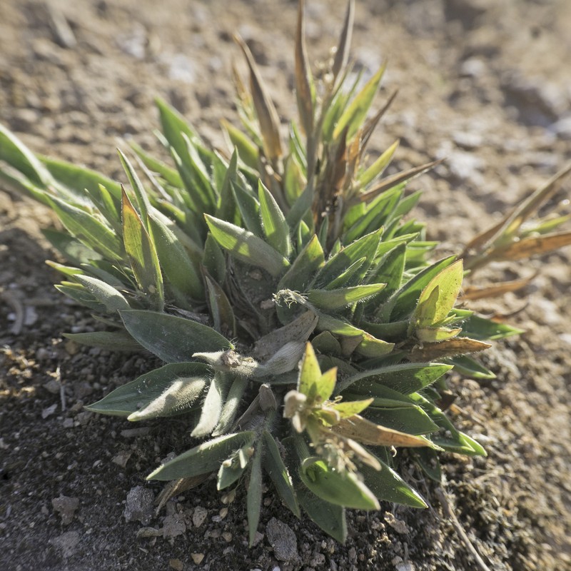 Dichanthelium thermale subsp. thermale photo 3