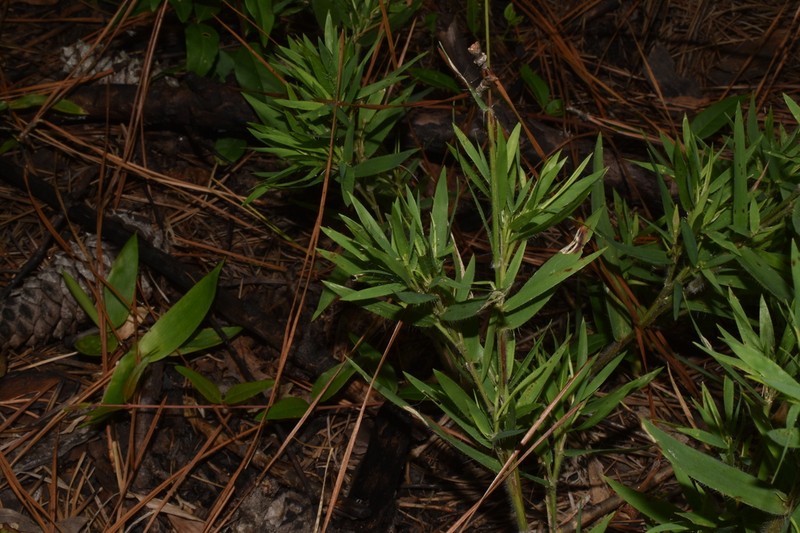 Dichanthelium thurowii photo 3