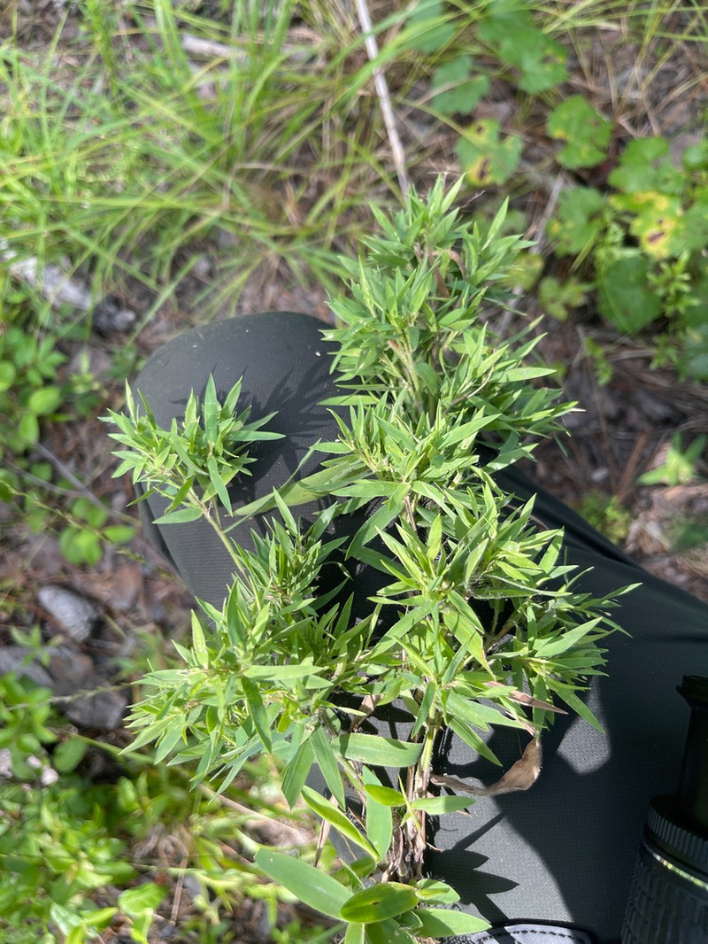 Dichanthelium thurowii photo 4