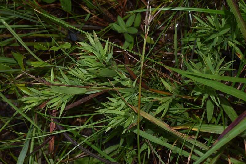 Dichanthelium thurowii photo 5