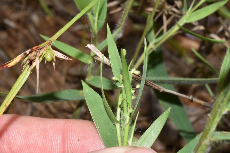 Dichanthelium thurowii photo 6