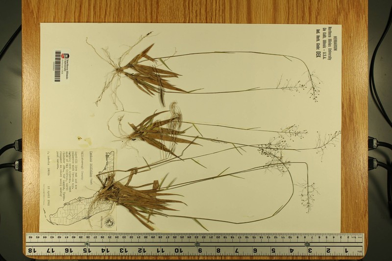 Dichanthelium trifolium