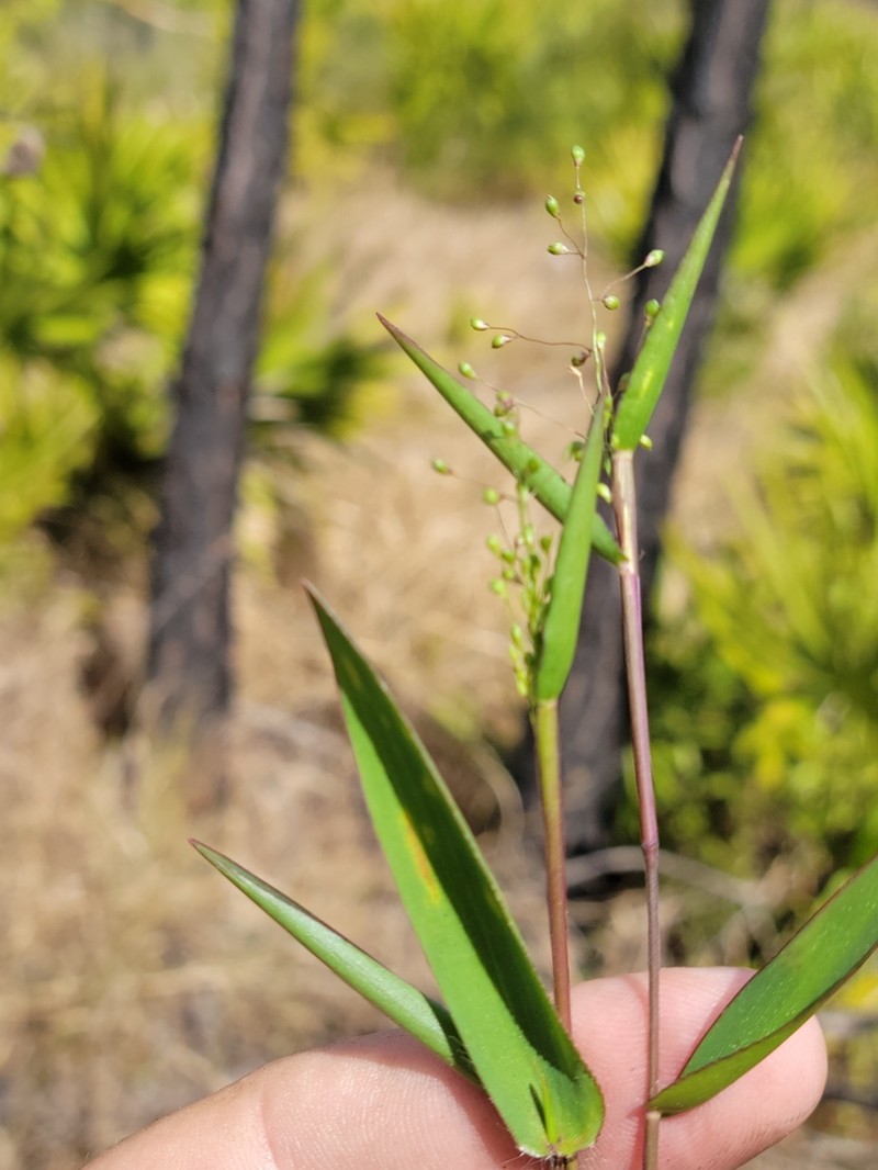 Dichanthelium webberianum photo 2