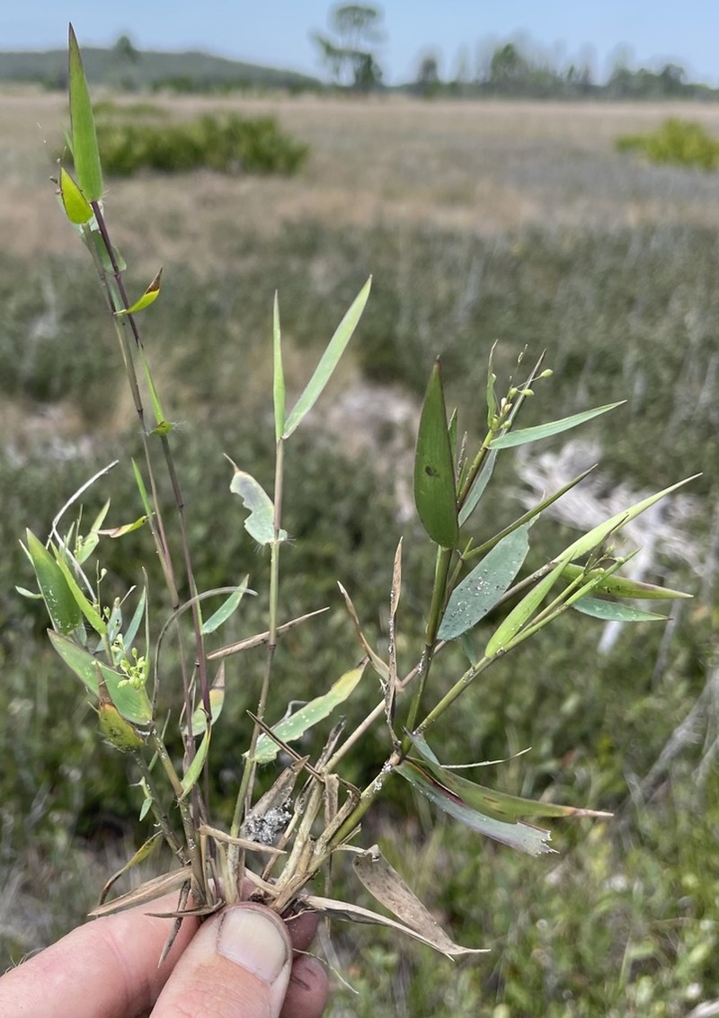 Dichanthelium webberianum photo 3
