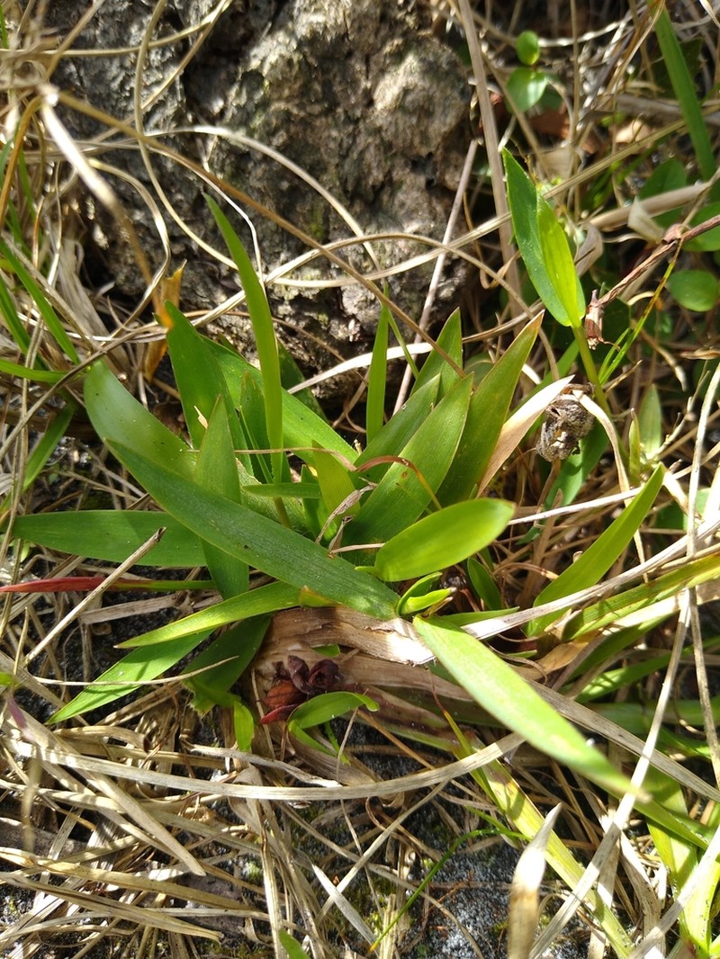Dichanthelium webberianum photo 6