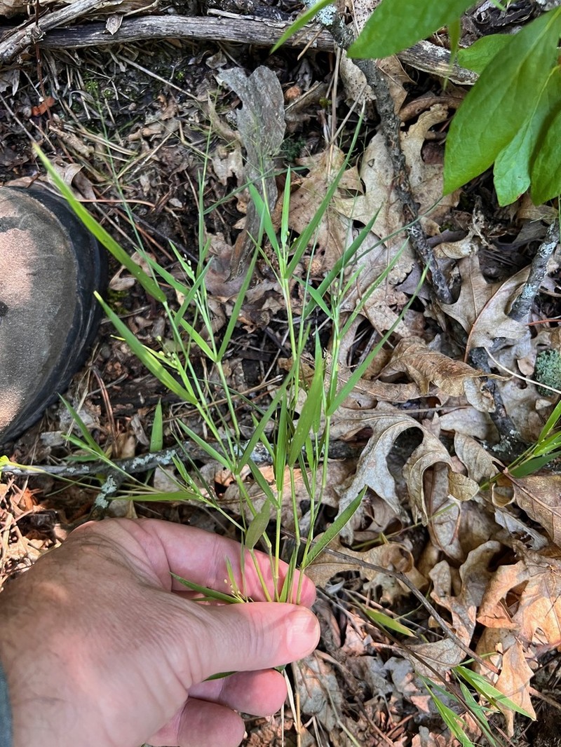 Fall Rosette Grass