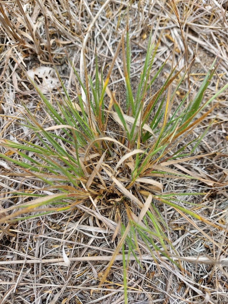 Fall Rosette Grass photo 2