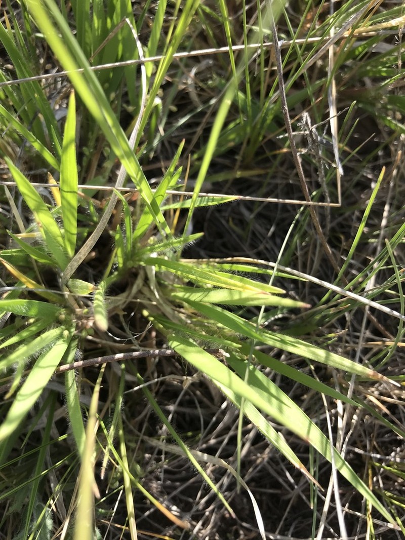 Fall Rosette Grass photo 3