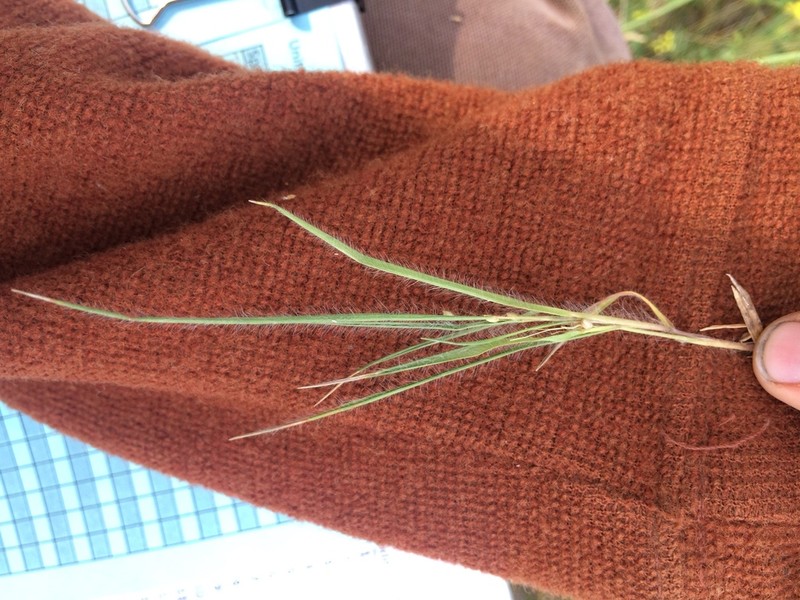 Fall Rosette Grass photo 4