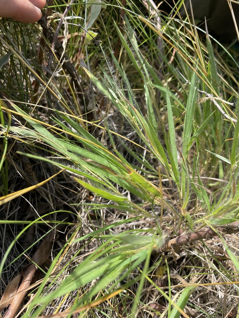 Fall Rosette Grass photo 5