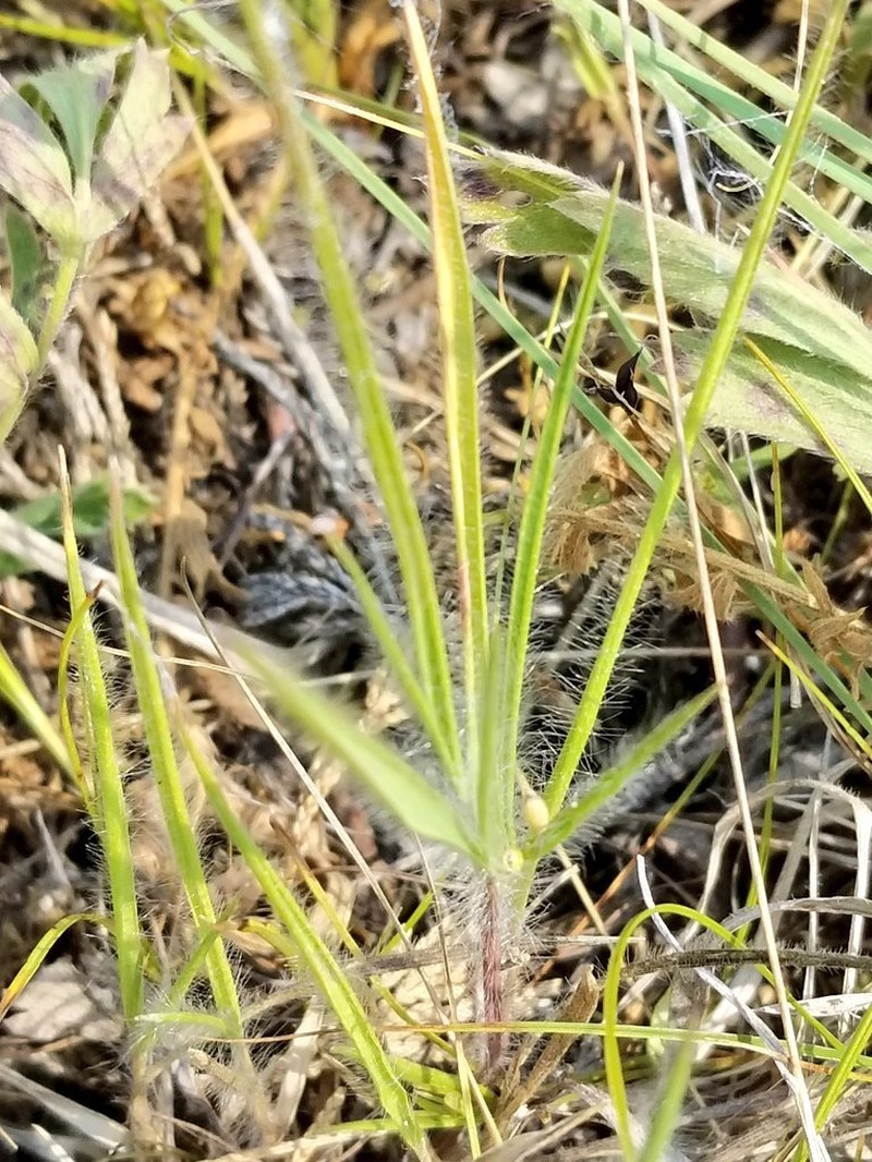 Fall Rosette Grass photo 6