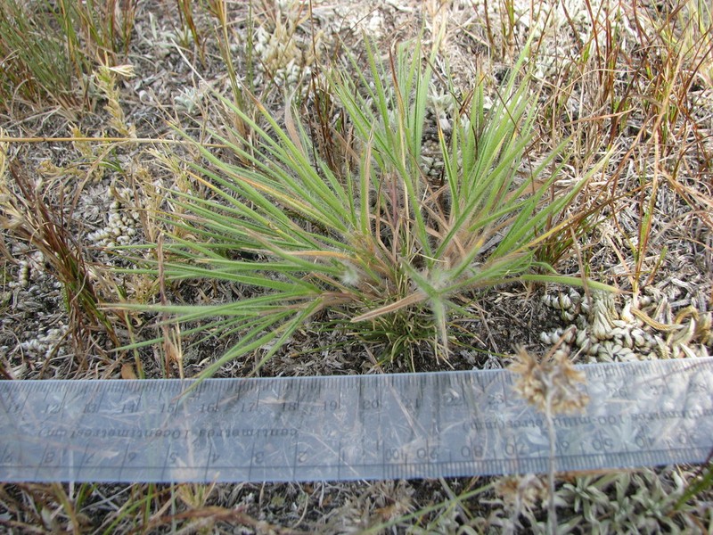 Fall Rosette Grass photo 7
