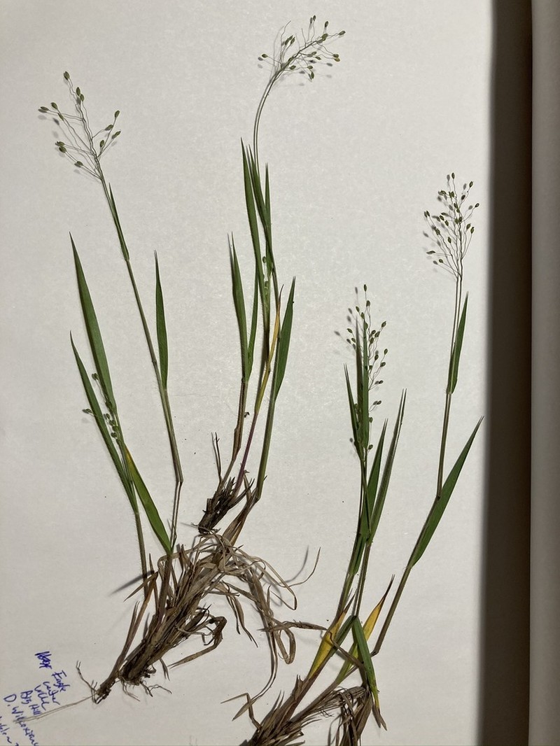 Fall Rosette Grass photo 8