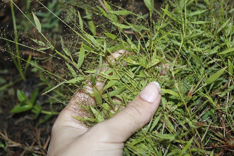 Wright's Rosette Grass