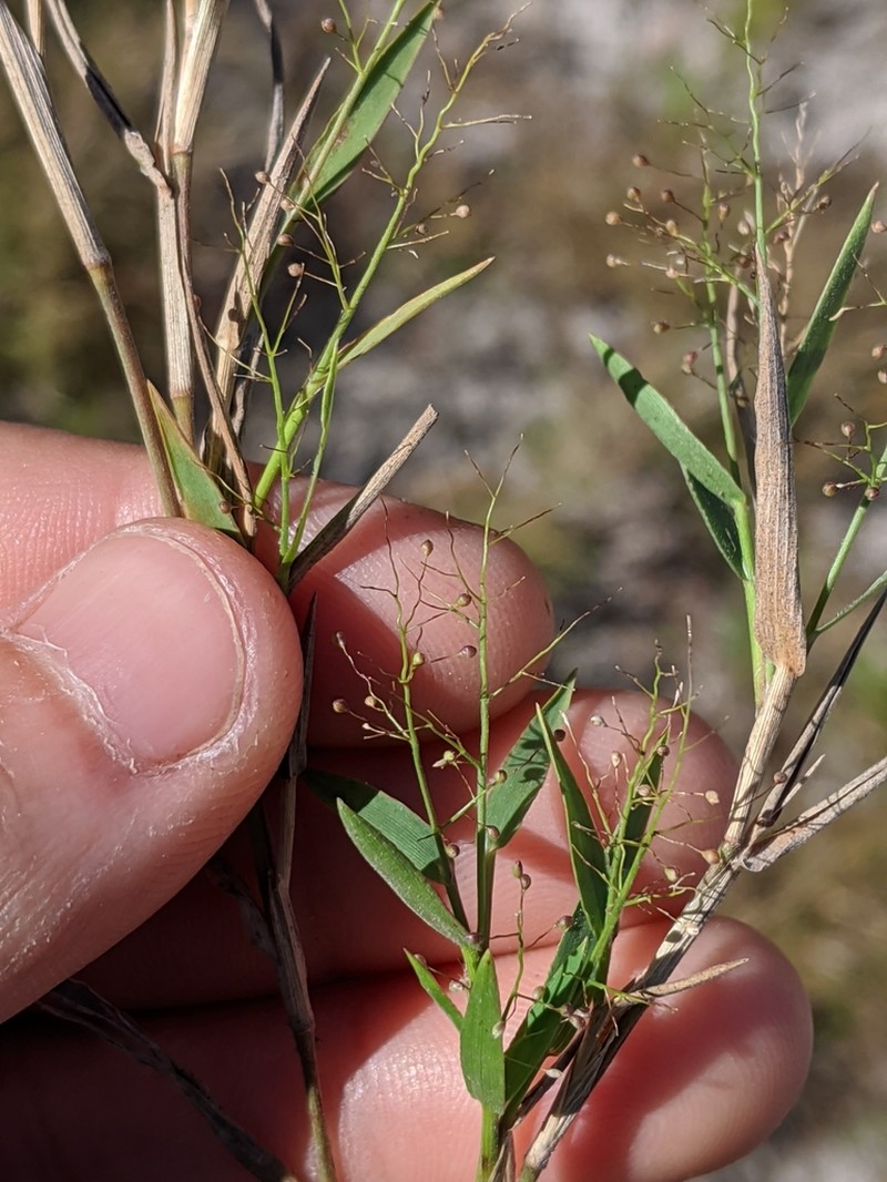Wright's Rosette Grass photo 2