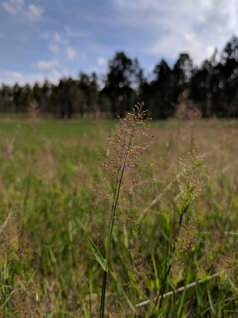 Wright's Rosette Grass photo 3