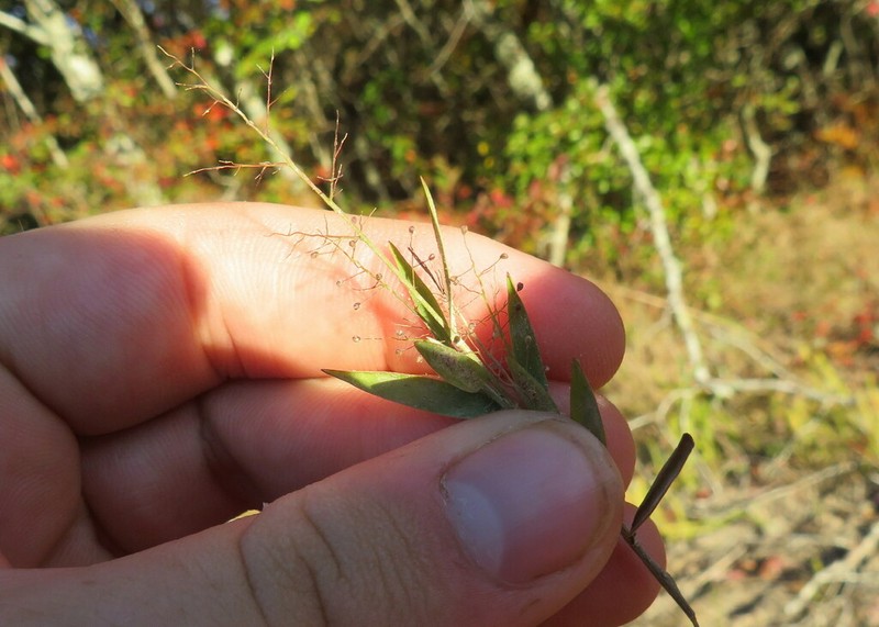 Wright's Rosette Grass photo 4