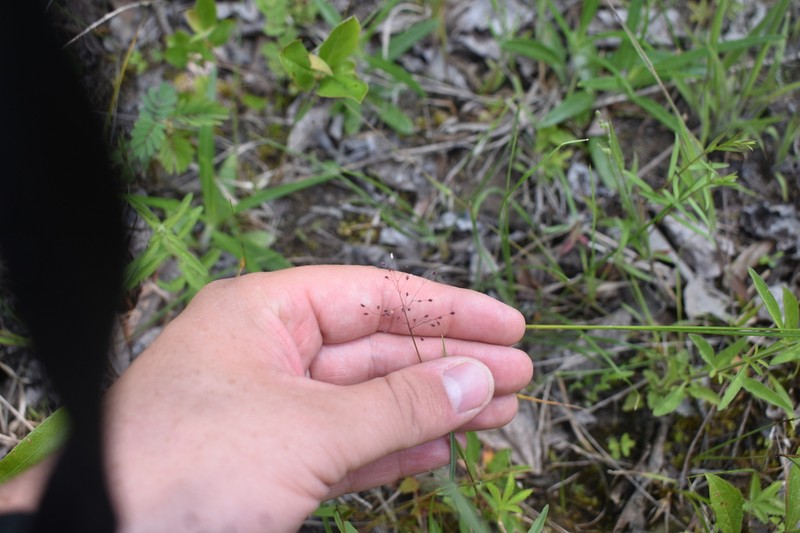Wright's Rosette Grass photo 5