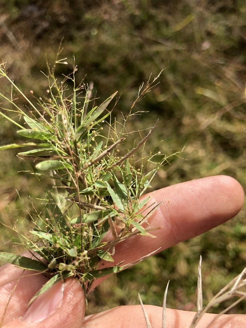 Wright's Rosette Grass photo 6