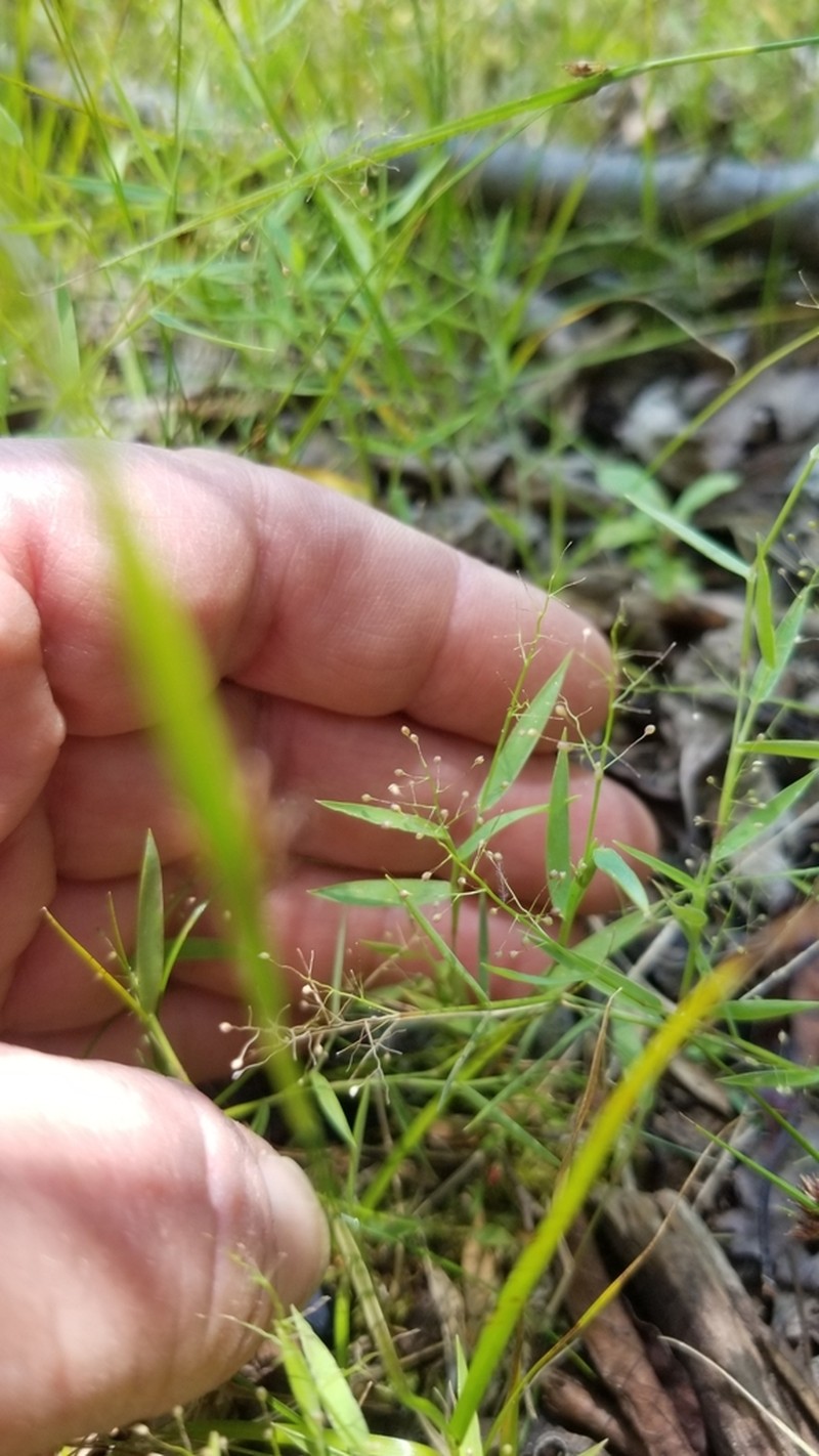 Wright's Rosette Grass photo 7