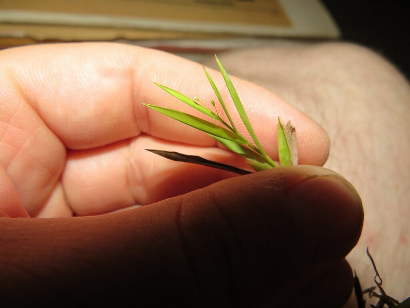 Wright's Rosette Grass photo 8