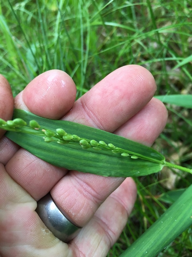 Slender Rosette Grass