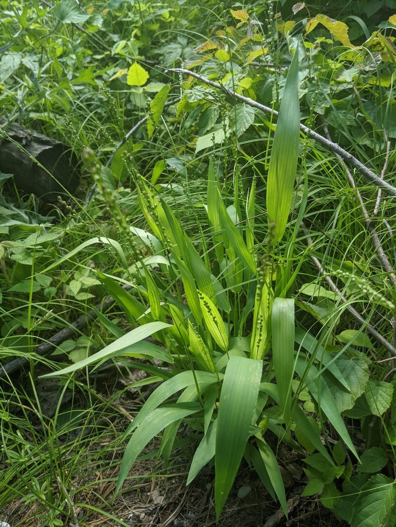 Slender Rosette Grass photo 2