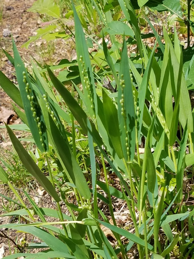 Slender Rosette Grass photo 3