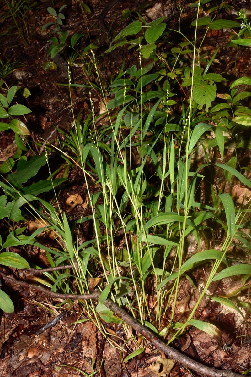 Slender Rosette Grass photo 4