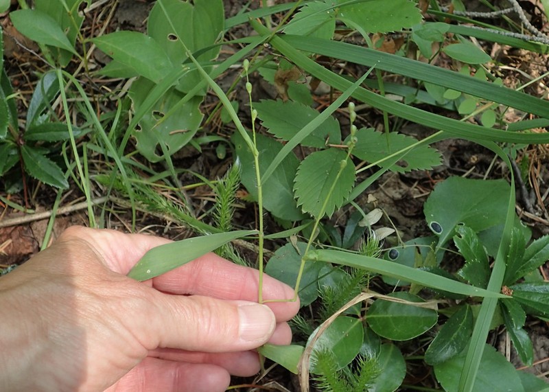 Slender Rosette Grass photo 5