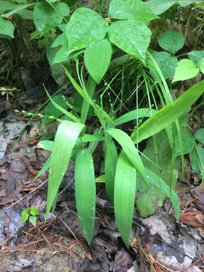 Slender Rosette Grass photo 6