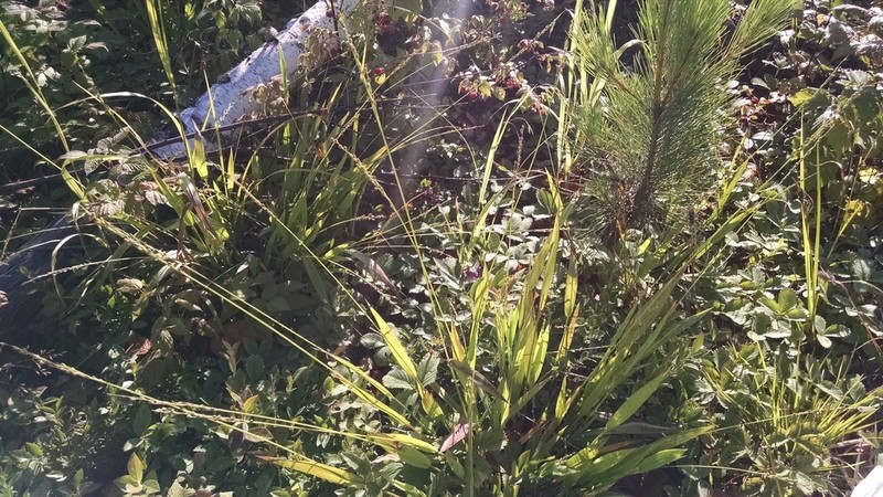 Slender Rosette Grass photo 7