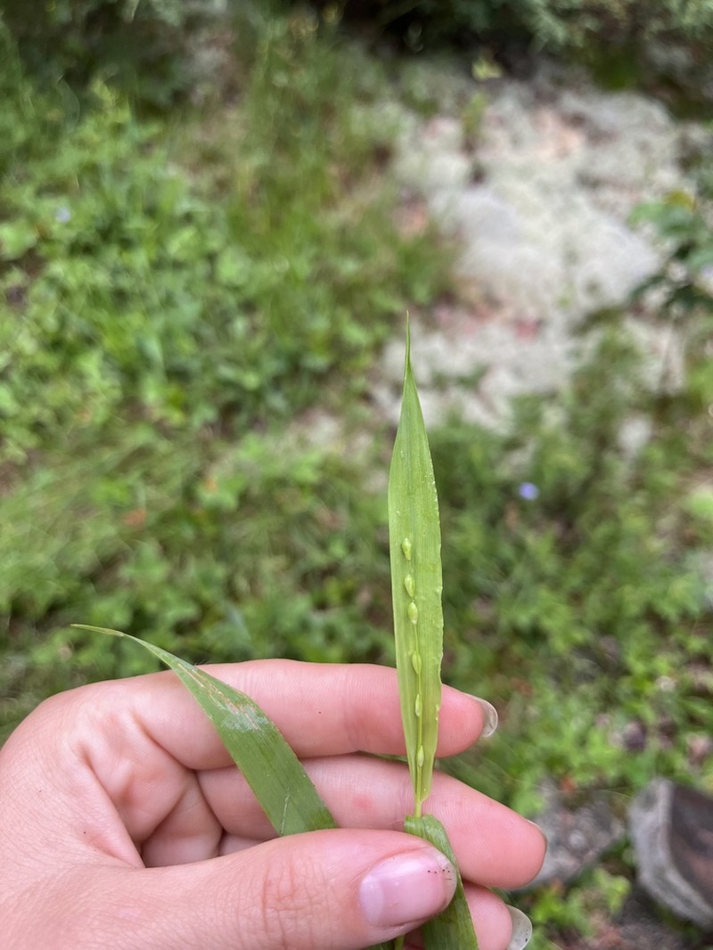 Slender Rosette Grass photo 8