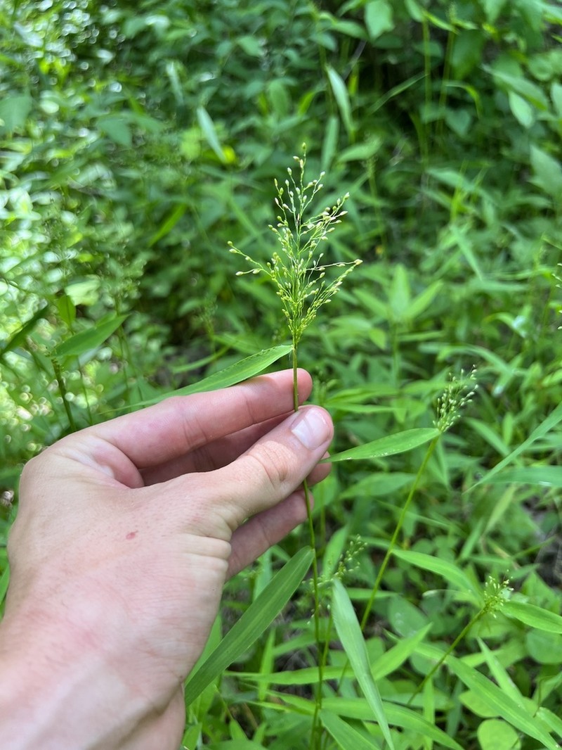 Dichanthelium yadkinense