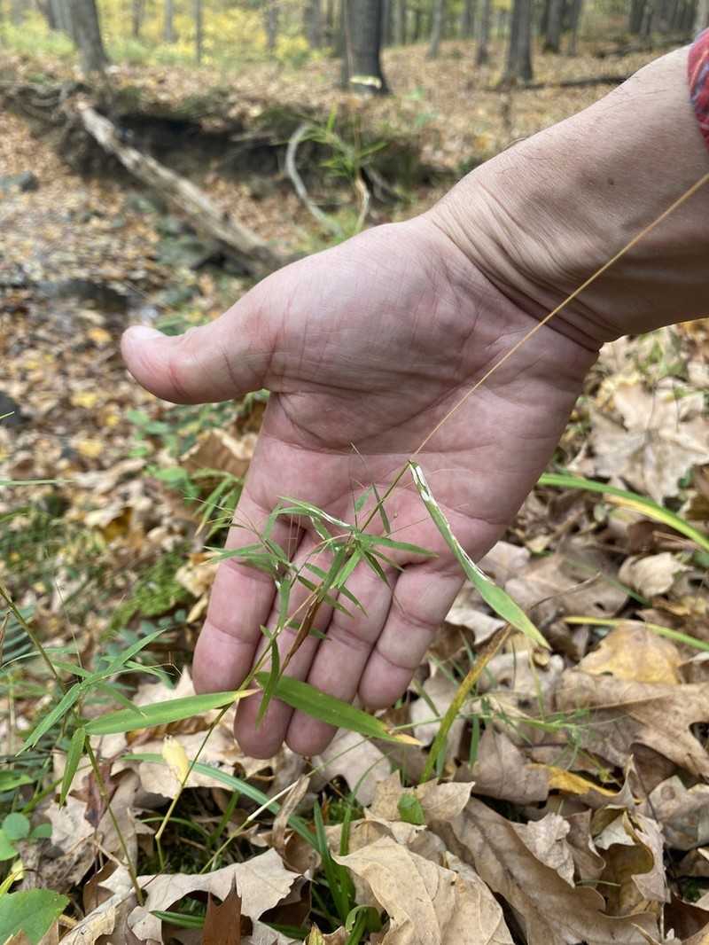 Dichanthelium yadkinense photo 3