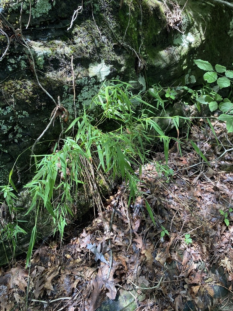 Dichanthelium yadkinense photo 4