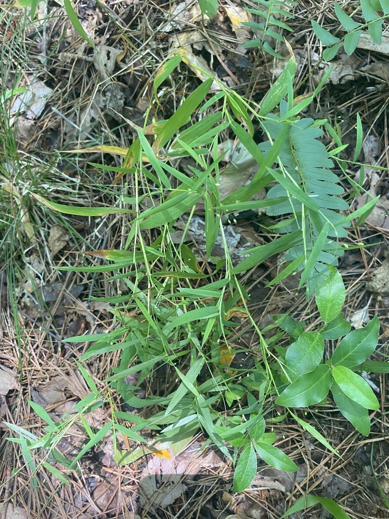 Dichanthelium yadkinense photo 5