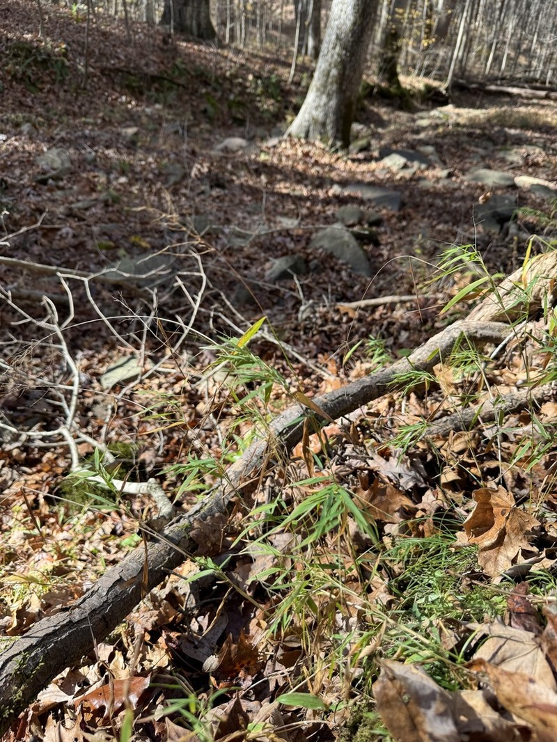 Dichanthelium yadkinense photo 7