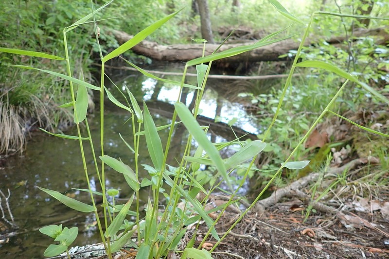 Dichanthelium yadkinense photo 8