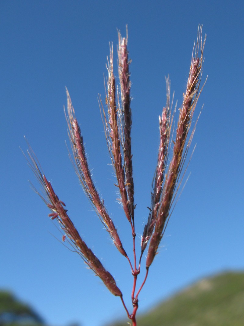 Kleberg's bluestem