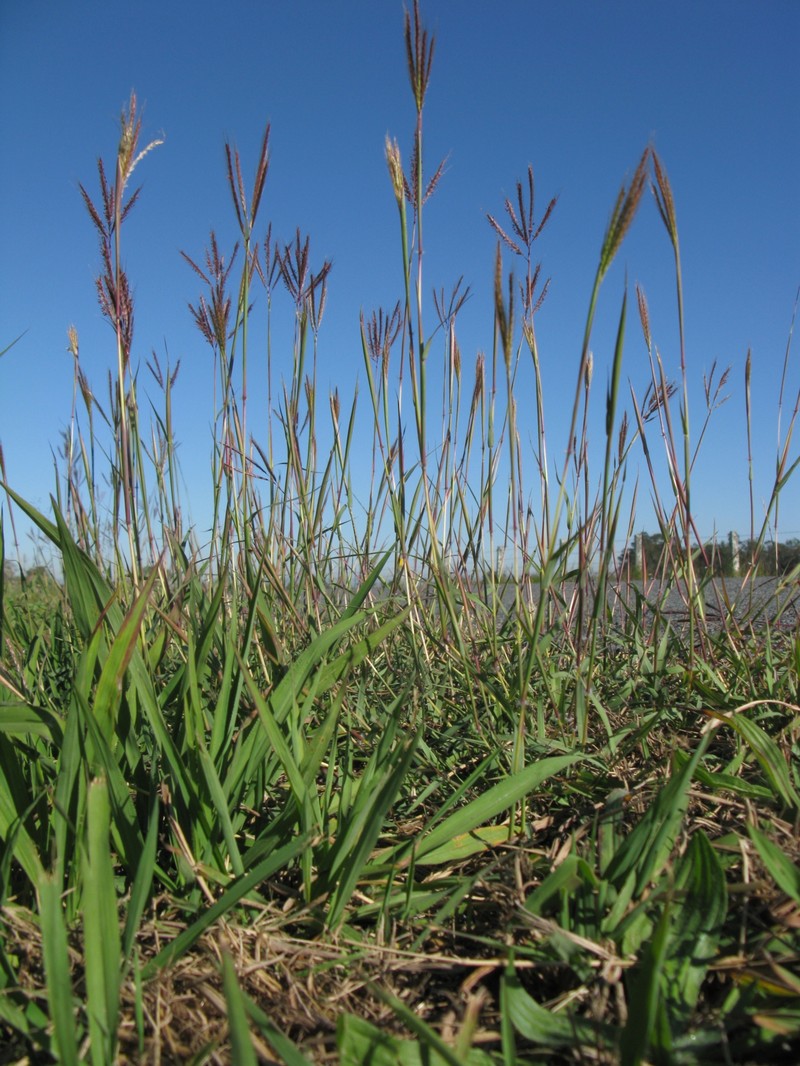 Kleberg's bluestem photo 2