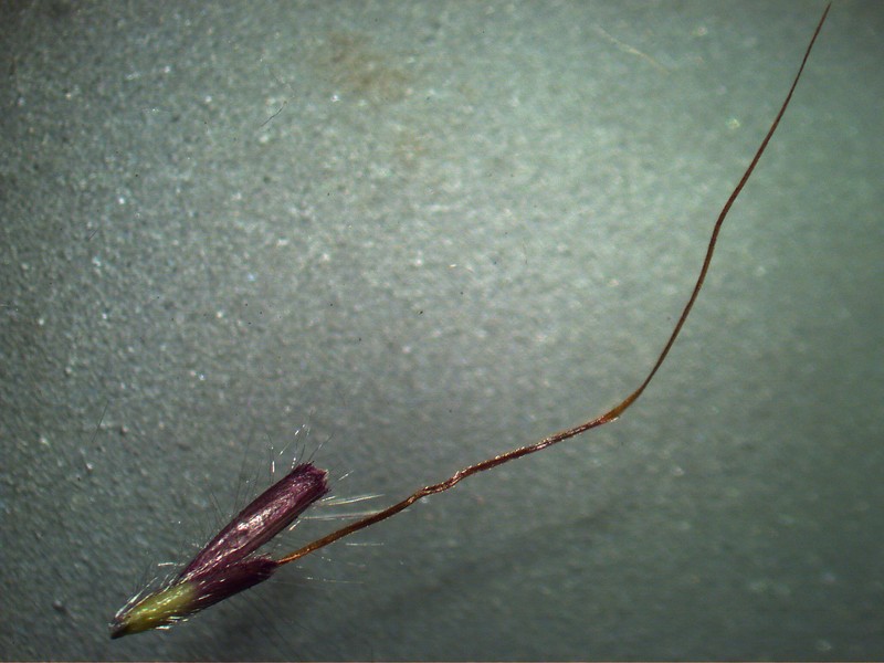Kleberg's bluestem photo 3
